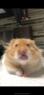 StealthFox's Avatar
