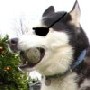 nzarnow's Avatar