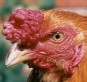 Aratinga's Avatar