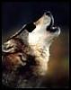 lone_wolf025's Avatar