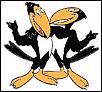 The Lounge....Aussie-NZ-bird_heckle_jeckle3.jpg