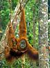 Opps...Ran my oil a little low-orang.jpg