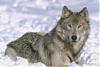 The Lounge....Aussie-NZ-wolf.jpg