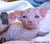 Who wants their car washed by girls?!-hairless_cat.jpg