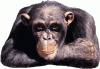 The Lounge....Aussie-NZ-funny-monkey.gif