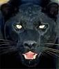 New Owner ... What do you think?-120x140_image09_animaux.jpg