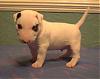 JRT for sale..-bull-terriers-puppies-01.jpg