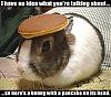 Magentic Reverse Sensor-bunny.jpg