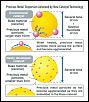 Mazda's World First Catalyst Using Single Nanotechnology-catalyst...jpg