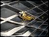 Im moving to Austin and could use some help-butterfly.jpg