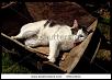 May i barrow your cat-stock-photo-young-cat-dosing-old-wheel-barrow-hot-summers-day-56017843.jpg