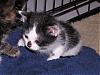 Free kittens to good homes-female-balck-white_small.jpg
