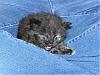 Free kittens to good homes-female-tourtise-shell_small.jpg