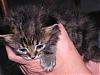 Free kittens to good homes-male-grey-tabby_small.jpg
