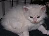 Free kittens to good homes-male-white_small.jpg