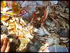 Monthly Sushi Night for Lower Tri State Rotaries(MD,PA,DE)-100_2034.jpg