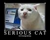 Monthly Sushi Night for Lower Tri State Rotaries(MD,PA,DE)-seriouscat.jpg