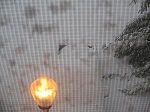 White Madness '09-arlingtonva_snow3.jpg