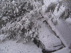 White Madness '09-arlingtonva_snow4.jpg