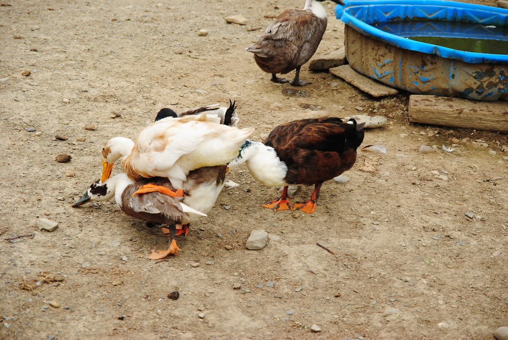 Name: DSC_0610.jpg
Views: 37
Size: 240.2 KB