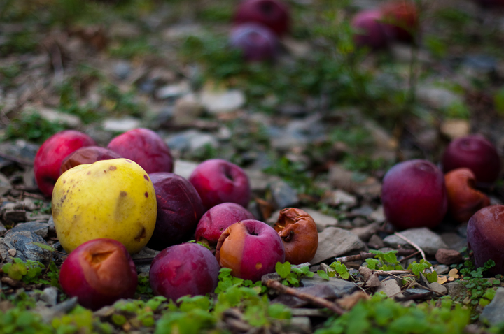Name: Apple_Picking_10_0232.jpg
Views: 39
Size: 273.3 KB