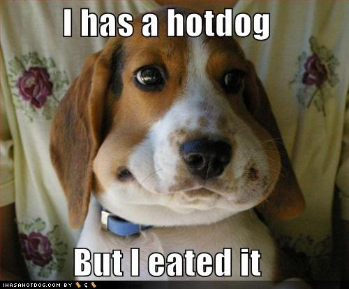 Name:  wtf-funny-dog-pictures-i-has-a-hotd.jpg
Views: 75
Size:  39.7 KB