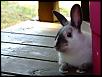 New bunny pics!-wabbit.jpg