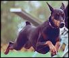 Someone tried stealing my RX8...-doberman_4.jpg