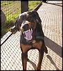 Newbie vs Experience-doberman.jpeg