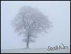 Can anyone post pics of there fogs?-tree-fog.jpg