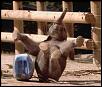 I accidentally used regular gas should i do anything?-elephant_fall.jpg