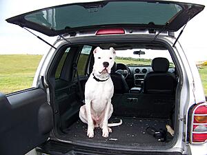 how do you carry pets in an RX-8?-misc-208.jpg
