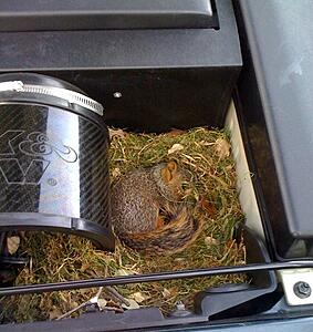 high-pitch sound when starting engine, what can it be?-squirrel2%5B1%5D.jpg
