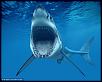 Front license plate, or no front license plate.... That, is the question!-big-shark.jpg