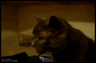 Name:  fb54aafc.gif
Views: 164
Size:  1.78 MB
