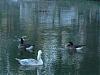First trip in 8 to Hemet Lake-p1000219.jpg