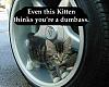 Traded this thing in!-kitten.jpg