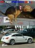Hyundai Tiburon owner, thinking about an 8-crossfire_dog.jpg