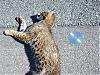 RX8 * 70MPH + Bobcat / the 9 days I've had it ==-cat.jpg