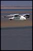 What is the biggest photoshopping job you've tackled?-airfrance1.jpg