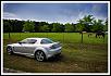 Calling all Sunlight Silvers-rx8_horses.jpg