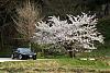 Spring has come.-with_chellyblossum-3.jpg