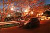 Spring has come.-undertree.jpg