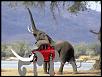photoshop please-elephant_2.jpg