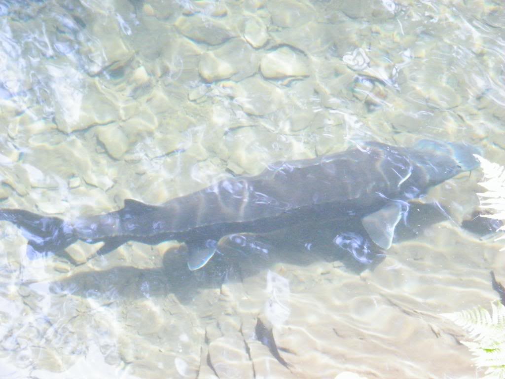 Name:  DSCF2982.jpg
Views: 368
Size:  76.6 KB