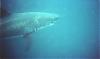 Hawt Guys with your RX8s..please post a pic-great-white-shark-close-lightened-version-small.jpg