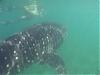Hawt Guys with your RX8s..please post a pic-whale-shark-sunday-2.jpg