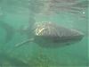 Hawt Guys with your RX8s..please post a pic-whale-shark-sunday-1.jpg