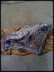 fs brand new greddy manifold-manifold2.jpg
