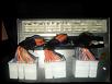 Canzoomer Level 1.1  Shipped OBO-cam00016.jpg